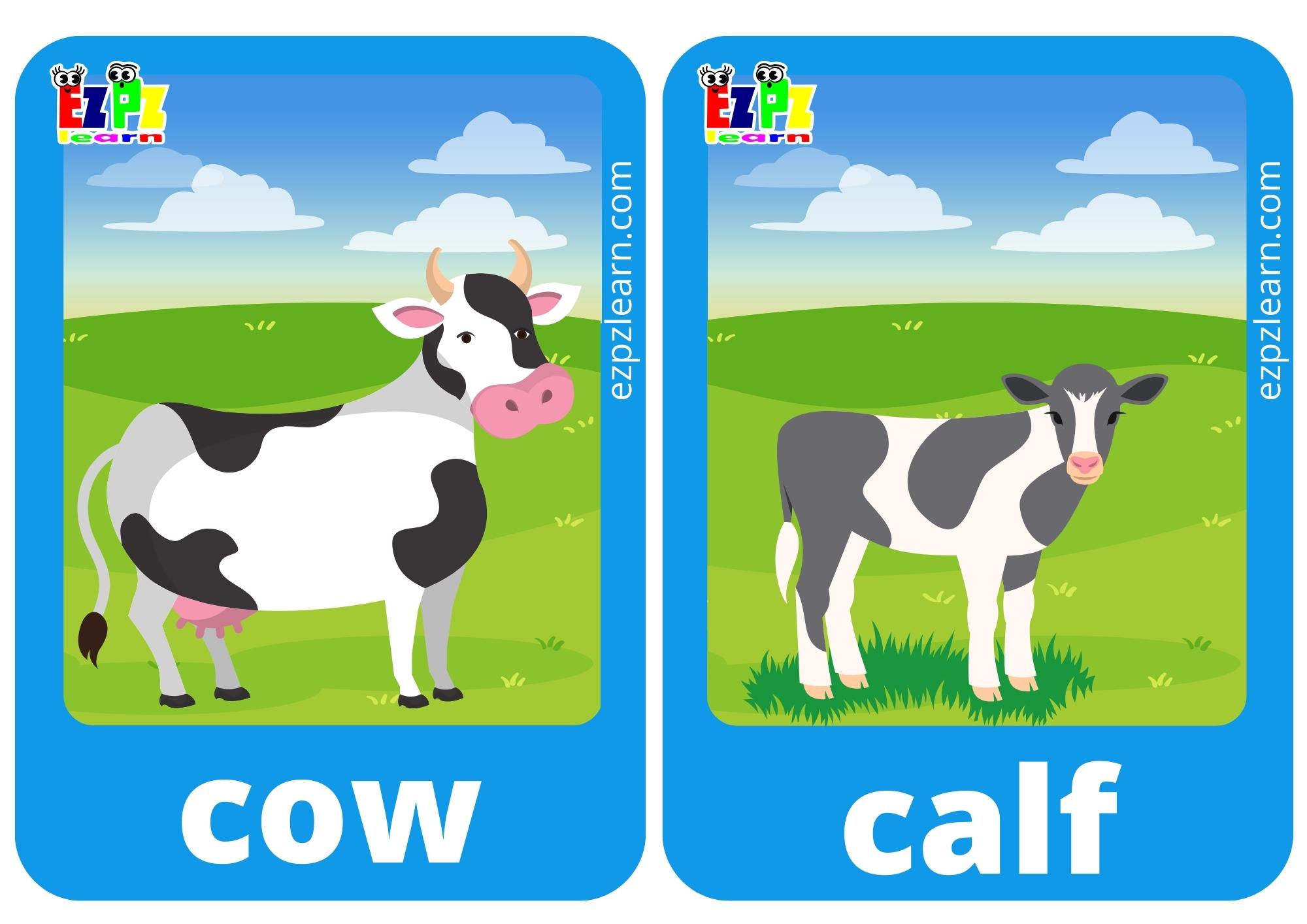 cow and calf